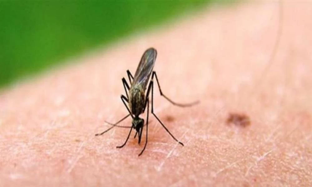 Μπορεί να μεταδοθεί ο κορονοϊός από τα κουνούπια;